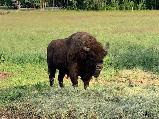 Avesta Wisent Park