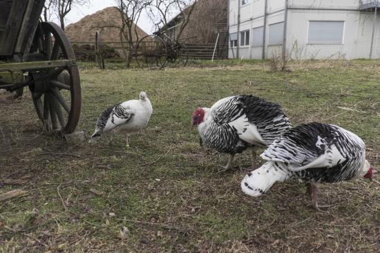 Museumszentrum Berlin-Dahlem