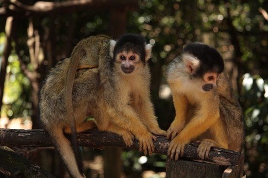 Vogelpark World of Birds