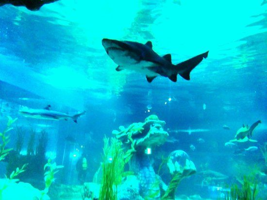 Aquarium Sea Life Busan